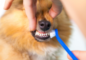 Hunde-Zahnbürste