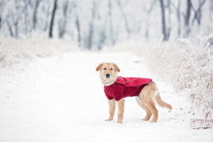 Hund im Schnee mit Hundemantel