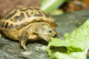Salat für Schildkröten