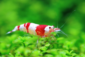 Red cystal shrimp